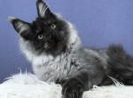 Altair - Maine Coon Kitten For Sale - Pembroke Pines&comma; FL&comma; US