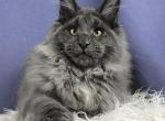 Yakut - Maine Coon Kitten For Sale - Pembroke Pines&comma; FL&comma; US
