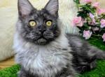 Tara - Maine Coon Kitten For Sale - Hollywood&comma; FL&comma; US