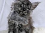 Volcano - Maine Coon Kitten For Sale - Hollywood&comma; FL&comma; US