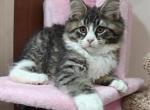 Tiger - Maine Coon Kitten For Sale - Miami&comma; FL&comma; US