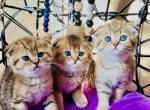 Scottish Folds - Scottish Fold Kitten For Sale - 