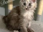 Dahlia - Maine Coon Kitten For Sale - Greensburg&comma; IN&comma; US