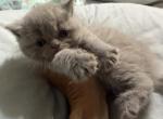 Lilac exotic girl - Exotic Kitten For Sale - Palm Coast&comma; FL&comma; US