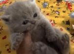 Lilac  girl - British Shorthair Kitten For Sale - Palm Coast&comma; FL&comma; US