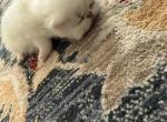 white kitten - Persian Kitten For Sale - Palm Coast&comma; FL&comma; US