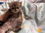 Persian chocolate tabby - Persian Kitten For Sale - Palm Coast&comma; FL&comma; US