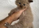 Fluffy - Ragdoll Kitten For Sale - Cutler Bay&comma; FL&comma; US