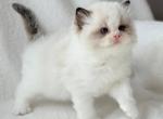 Ramen - Ragdoll Kitten For Sale - Pembroke Pines&comma; FL&comma; US