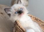 Chloe's litter - Ragdoll Cat For Sale - Nixa&comma; MO&comma; US