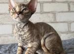 Mis - Devon Rex Kitten For Sale - Norwalk&comma; CT&comma; US