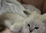 Marshmallow - Ragdoll Kitten For Sale - Gardnerville&comma; NV&comma; US