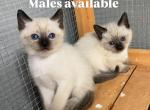 Maddie - Siamese Kitten For Sale - Phila&comma; PA&comma; US