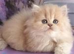 Penelope - British Shorthair Kitten For Sale - Norwalk&comma; CT&comma; US