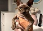 Devon Rex black male - Devon Rex Kitten For Sale - Hollywood&comma; FL&comma; US