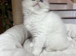 RAGDOLL KITTEN - Ragdoll Kitten For Sale - 