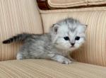 British Shorthair Silver Tabby Female - British Shorthair Cat For Sale - Orlando&comma; FL&comma; US