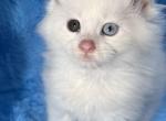 Ziggy - Maine Coon Kitten For Sale - Dresden&comma; OH&comma; US