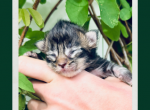 Honey - Maine Coon Kitten For Sale - Vass&comma; NC&comma; US