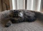 Daisy mae - Persian Kitten For Sale - Charlotte&comma; NC&comma; US