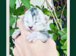 Sunshine - Maine Coon Kitten For Sale - Vass&comma; NC&comma; US