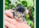 Felix - Maine Coon Kitten For Sale - Vass&comma; NC&comma; US
