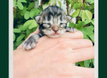 Moka - Maine Coon Kitten For Sale - Vass&comma; NC&comma; US
