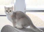 Uliva aka fluttershy - British Shorthair Cat For Sale/Retired Breeding - Sallisaw&comma; OK&comma; US