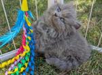 British kittens - Scottish Straight Kitten For Sale - Dallas&comma; TX&comma; US