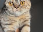 Frosty - Scottish Straight Cat For Sale - Alpine&comma; CA&comma; US