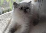 Zander - Himalayan Kitten For Sale - Tallahassee&comma; FL&comma; US