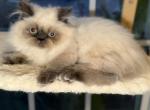 Zander - Himalayan Kitten For Sale - Tallahassee&comma; FL&comma; US