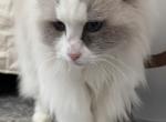 Mina - Ragdoll Cat For Adoption - Cable&comma; WI&comma; US
