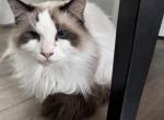 Edith - Ragdoll Cat For Adoption - Cable&comma; WI&comma; US