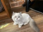 Mortimer - Munchkin Cat For Sale - Rapid City&comma; SD&comma; US