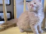 Pink Panther - Norwegian Forest Kitten For Sale - Arpin&comma; WI&comma; US
