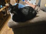 Bo - Domestic Cat For Adoption - Savage&comma; MN&comma; US
