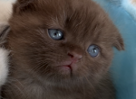 Teddy - Scottish Fold Kitten For Sale - 