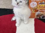 Bonnie - Ragdoll Kitten For Sale - Clifton&comma; NJ&comma; US