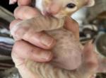 Kiki Tika Kiko Amara Luna Leo Romeo rock - Bengal Kitten For Adoption - NJ&comma; US