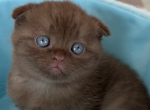 Scottish fold boy Teddy - Scottish Fold Kitten For Sale - 
