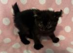 Highlander kity 5d - Highlander Kitten For Sale - Goshen&comma; AL&comma; US