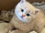 Lemon - Scottish Straight Kitten For Sale - Federal Way&comma; WA&comma; US