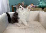 Oscar - Munchkin Kitten For Sale - 