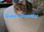 Queen Dorothy's Kittens - Maine Coon Kitten For Sale - CA&comma; US