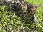 Channel - Bengal Kitten For Sale - 