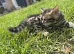 Channel - Bengal Kitten For Sale - 