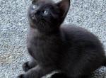 Domestic males - Domestic Kitten For Sale - Auburn&comma; WA&comma; US