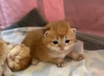 Golden British - British Shorthair Kitten For Sale - Brooklyn&comma; NY&comma; US