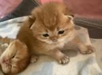 Golden British - British Shorthair Kitten For Sale - New York&comma; NY&comma; US